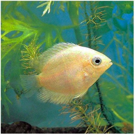 Gold Severum Freshwater Fish