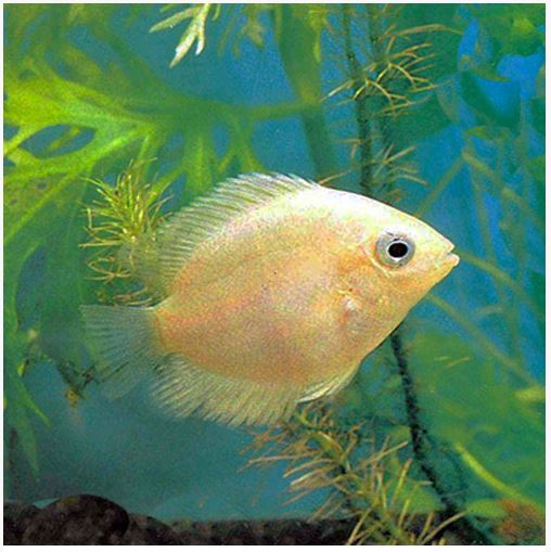 Gold Severum Freshwater Fish