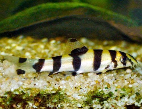 Gold Zebra Loach