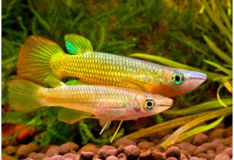 Clown Killifish | Arizona Aquatic Gardens