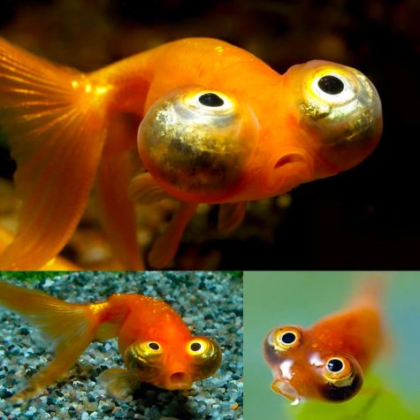 Goldfish - Fancy Aquarium - Celestial Eye Goldfish
