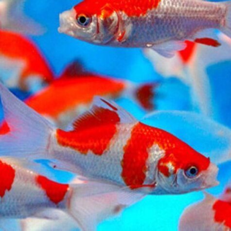Red and White Comet Goldfish