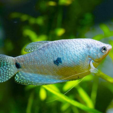 Gourami - Blue Gourami