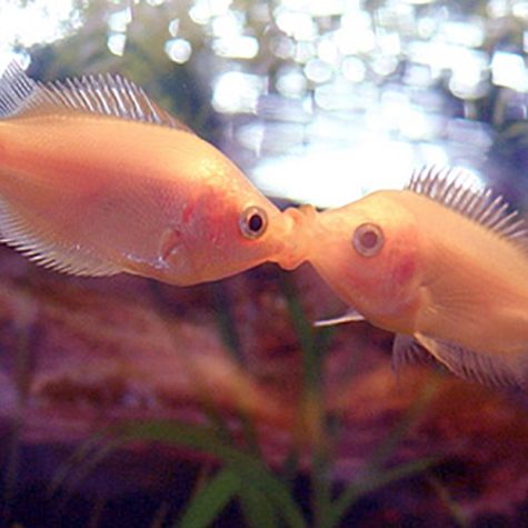 Gourami - Kisser Pink Kissing Gourami Fish