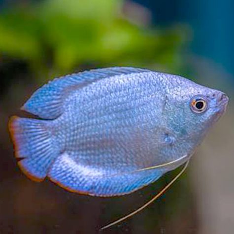Dwarf Gourami - Powder Blue Dwarf Gourami Fish