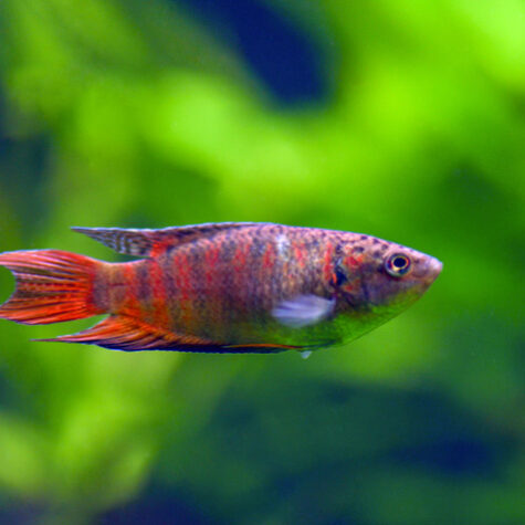 Leopard Gourami Fish | Arizona Aquatic Gardens