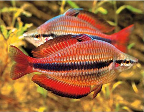 Goyder River Tropical Rainbowfish