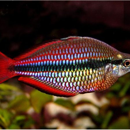 Goyder River Tropical Rainbowfish
