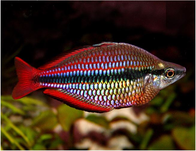 tropical rainbow fish