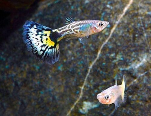 Green Cobra Guppy Male & Pairs