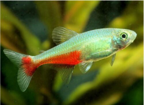 Green Fire Tropical Tetra