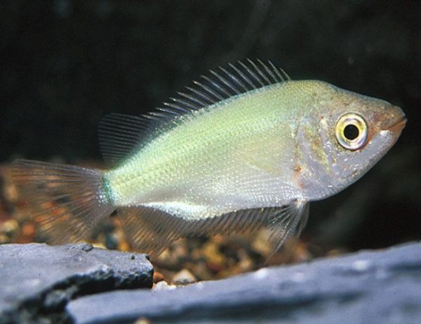 Green Kissing Gourami Fish