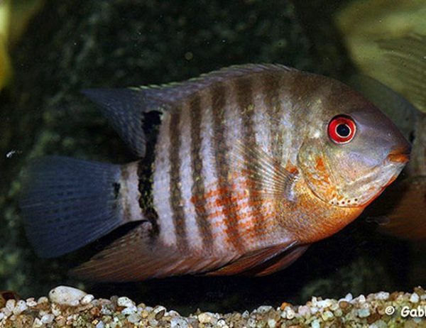 Green Severum Cichlid Freshwater Fish