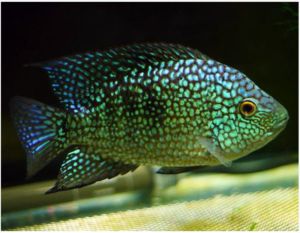 Green Texas Cichlid Rio Grande Cichlid | Arizona Aquatic Gardens