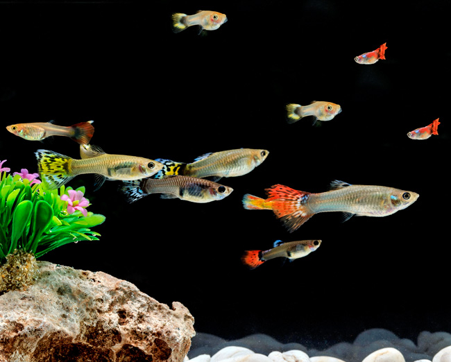 Fancy Male Assorted Guppy Freshwater Aquarium Fish ...