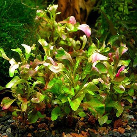 Hedge Cherry Stem or Alternanthera ficoidea Red Threads Bunched Aquatic Plant