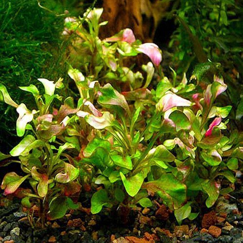 Aquarium Plants Alternanthera cardinalis-emerged