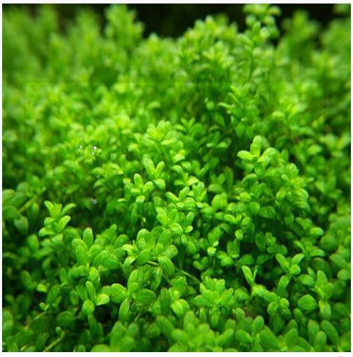 Hemianthus Callitrichoides Dwarf Baby Tears Freshwater Plant 2