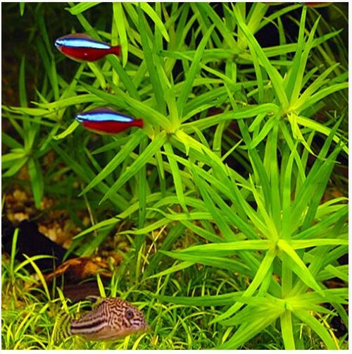 Heteranthera Zosterfolia Bunched Aquarium Plant