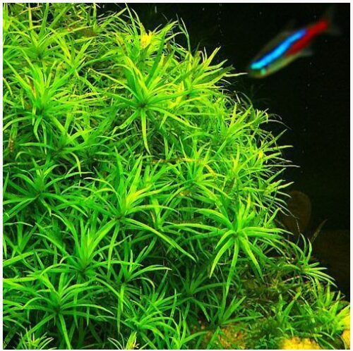 Heteranthera Zosterfolia Bunched Aquarium Plant