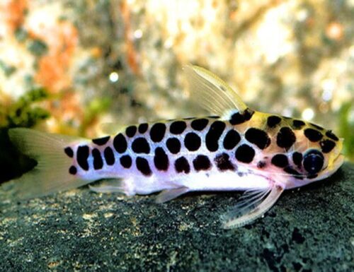 Honeycomb Catfish | Arizona Aquatic Gardens