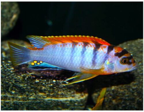 Hongi Super Red Top Cichlid