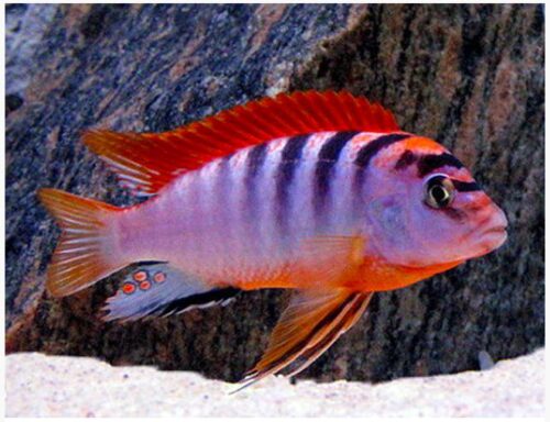 Hongi Super Red Top Cichlid