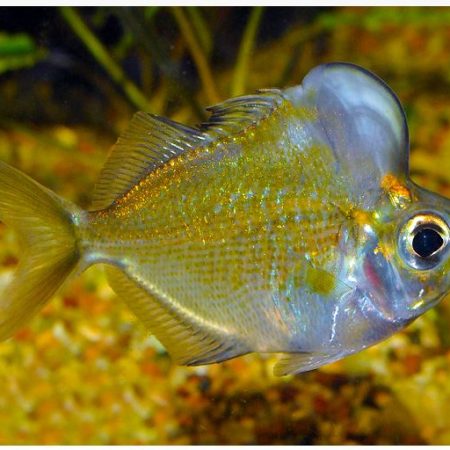 Humphead Perchlet or Humphead Glassfish