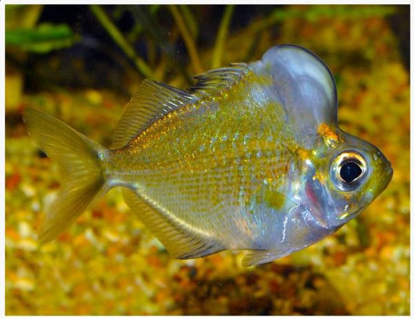 Humphead Perchlet or Humphead Glassfish