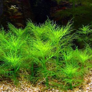 Dragonfire Foxtail Bunched Aquarium Plant | Arizona Aquatic Gardens