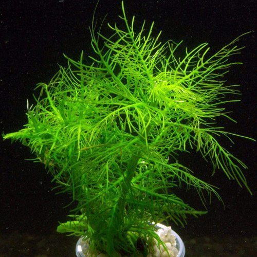 Hygrophila Balsamica Potted Form Bunched Aquarium Plant