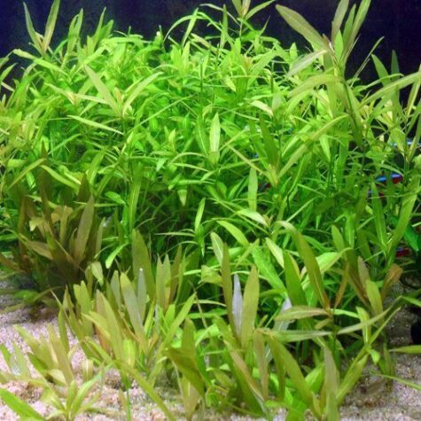 Hygrophila Green Hygrophila Polysperma Aquarium Plant
