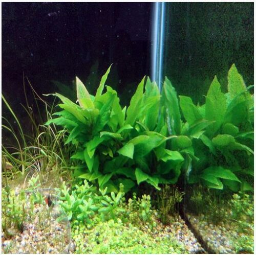 Hygrophila corymbosa Kompakt Bunched Aquarium Plant