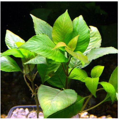 Hygrophila corymbosa Kompakt Bunched Aquarium Plant