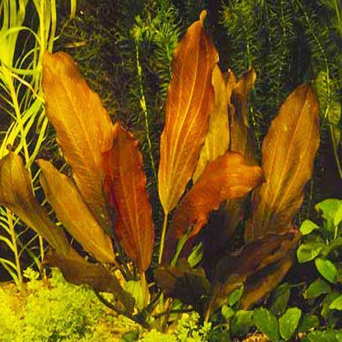 Indian Red Sword Echinodorus Potted Aquarium Plant