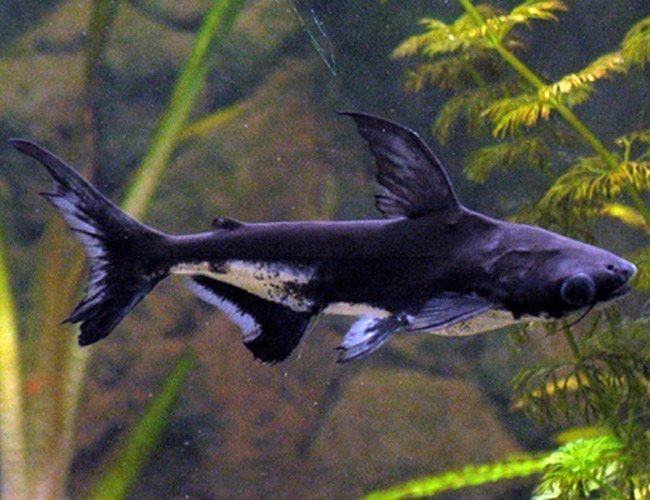 Freshwater Tropical Iridescent Pangasius Shark | Arizona Aquatic Gardens