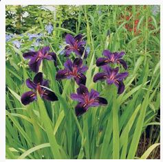 Iris (Black Gamecock) or Louisiana iris 'Black Gamecock' Bog Plant