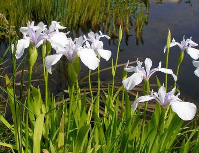 Pond Plant & FREE Bog plant 1   white Water Iris 
