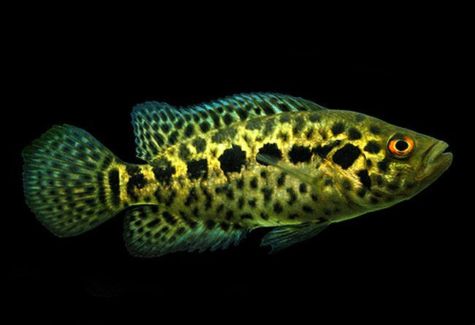 Geophagus Winemilleri Stripetail Cichlid | Arizona Aquatic Gardens