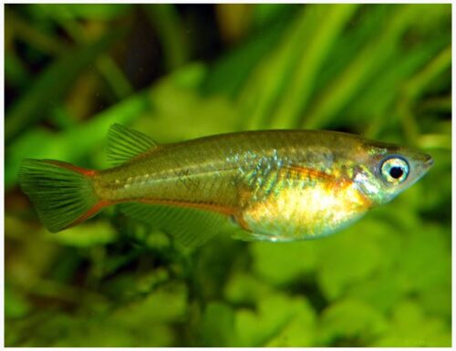 Japanese Medaka Rice Killifish