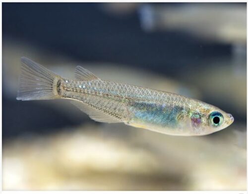 Japanese Medaka Rice Killifish