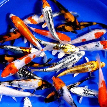 Japanese Standard Koi - Assorted -XLG Usually