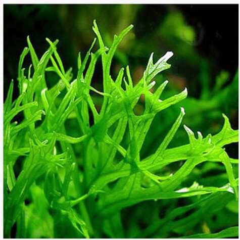 Java Fern Lace Microsorum pteropus v. Windelov | Arizona Aquatic Gardens