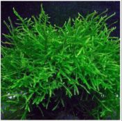 Java Moss on Mat | Arizona Aquatic Gardens