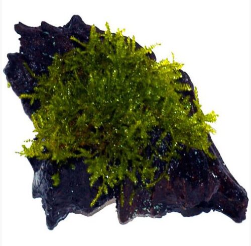 Java Moss Mounted on Driftwood 2