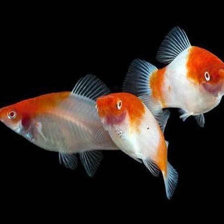 Koi Kohaku Swordtail Aquarium Fish