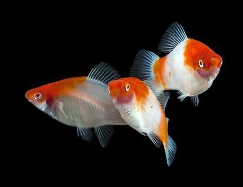 Koi Kohaku Swordtail Aquarium Fish