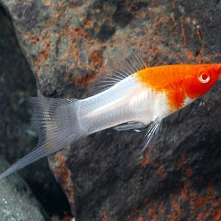 Koi Santa Claus Swordtail Aquarium Fish