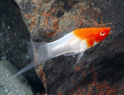 Koi Santa Claus Swordtail Aquarium Fish