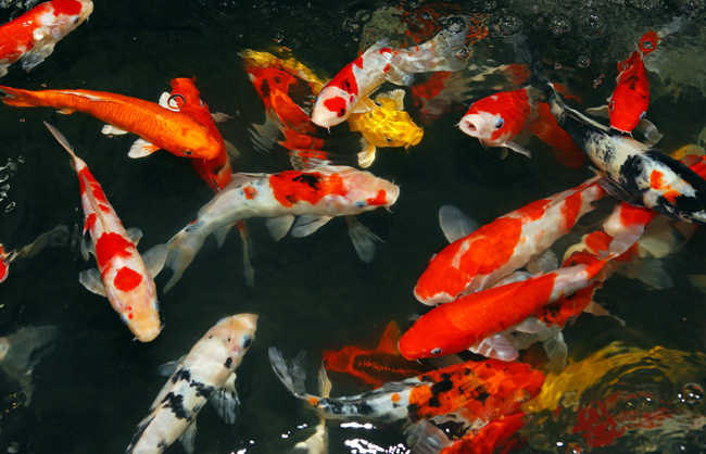15 Assorted 4-5 Inch Live Koi Fish – Standard Fin, For Koi Pond Garden, Freshwater, US Shipping